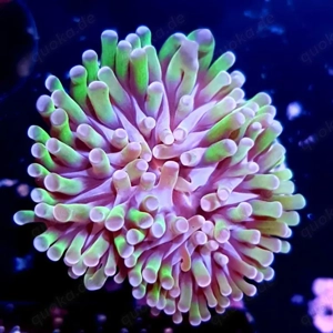 Verschiedene Korallen Ableger SPS, LPS, Zoas