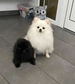 Zwerg spitz pomerani 