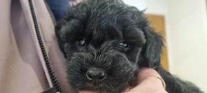 Zuckersüßer Doodle m.Pap., Endgröße 40 cm, nichthaarend, kinderlieb