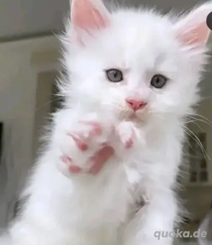 Wunderschönes Maine-Coon-Kätzchen zu verkaufen . Danke