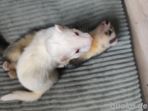 Frettchengruppe in Liebevolle Hände abzugeben 