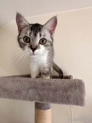 Lili - eine junge Katze mit viel Zubehör