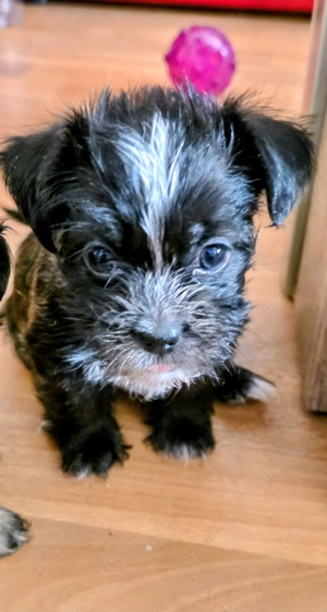 Süße  kleinbleibende Yorker Shi-Tzu  Mix suchen liebevolles zuhause