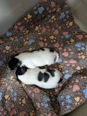 Papillon Welpen Rüden 