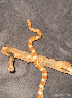    Wunderschöne, aktive Kornnatter 0.1 (ca. 1,5 Jahre)   frisst top | Terrarium optional