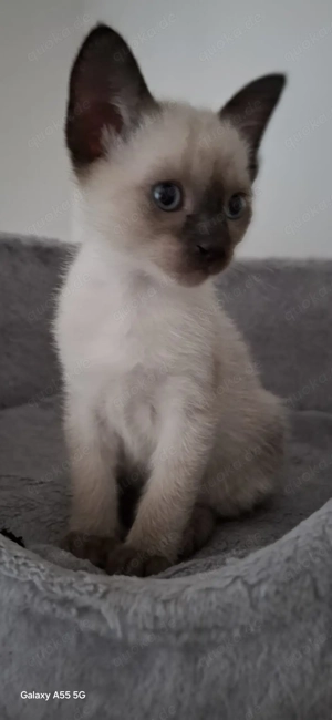 Reinrassige Siam Kitten 