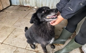 Mission possible: Black Cheeryno sucht ein Zuhause