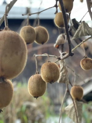 Kiwis kostenlos abzugeben   zu verschenken