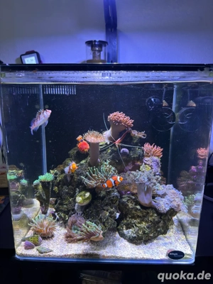 Dupla Marin 50 Meerwasser Aquarium Komplettsett mit Korallen, Anemonen und Fischen