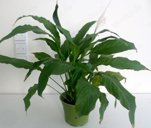 Pflanzen Zimmerpflanzen Einblatt 