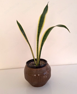 Hydrokultur Hydropflanze Bogenhanf Zimmerpflanze Sensevieria 