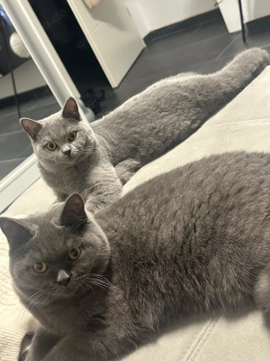 BKH Weibchen mit Staummbaum sucht ein neues Zuhause