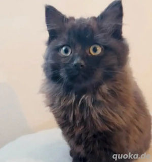 Reserviert! Langhaar Mix Mädel in seltener Farbe Vater Birma 