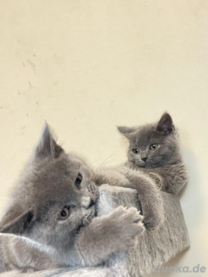 Britisch Kurzhaar acht Baby-Kitten