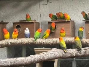 A. fischeri, unzertrennliche Pfirsichköpfchen