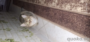 bkh Kater abzugeben  Bild 7