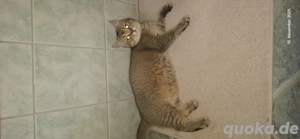 bkh Kater abzugeben  Bild 4