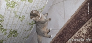 bkh Kater abzugeben  Bild 8