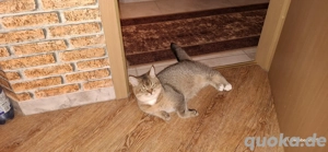 bkh Kater abzugeben  Bild 5