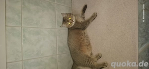 bkh Kater abzugeben  Bild 3