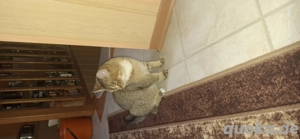 bkh Kater abzugeben  Bild 2