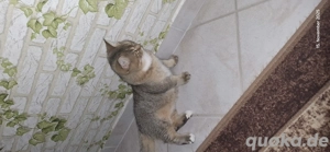 bkh Kater abzugeben  Bild 6