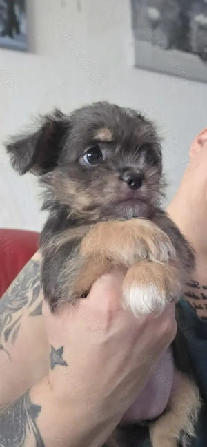 Süße  kleinbleibende Yorker Shi-Tzu  Mix suchen liebevolles zuhause