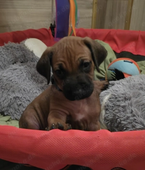 Rhodesian Ridgeback Welpen 