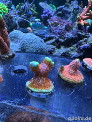 Montipora Bubblegum SPS Koralle 