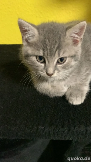 3 kleine Kitten suchen