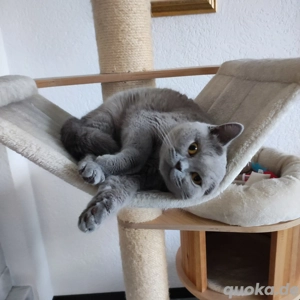 Sima sucht ein neues Zuhause