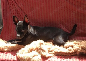 Kurzhaar Chihuahua Rüde Junghund!