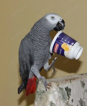 spielerisch papagei mit papiere