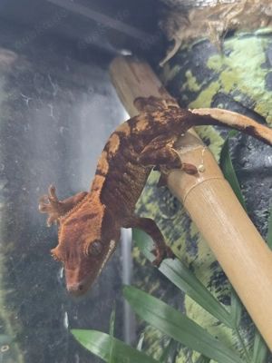 0.0.1 Correlophus ciliatus Kronengecko 'Bahamut'