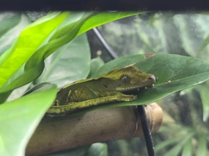 0.0.1 Correlophus ciliatus Kronengecko 'Ifrit'