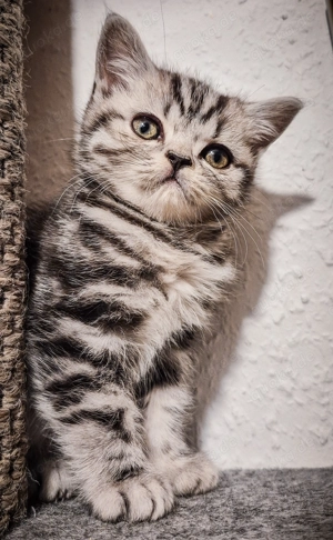 BKH-Kitten Junge in liebevolle Hände abzugeben 