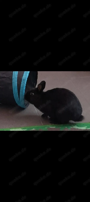 Zwei Zwergkaninchen Löwenköpfchen 