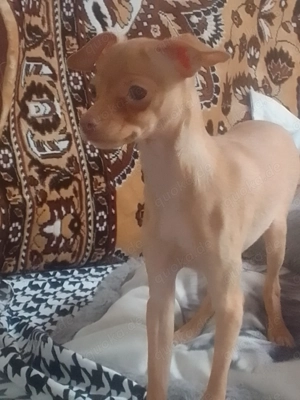 Russky Toy Welpen 4 Monat Junge 