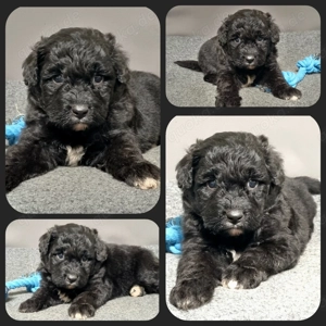 Aussiedoodle - Bezaubernde Welpen in edlem Schwarz aus langjähriger Haus Familienaufzucht.