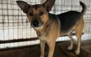 Treue Seele Soare sucht ein Zuhause voller Geduld und Liebe