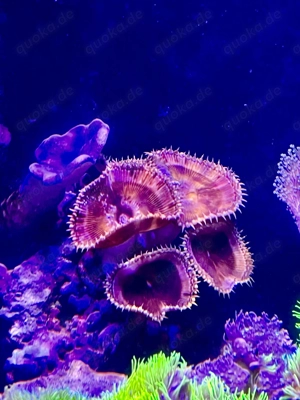 Palythoa grandiflora Krustenanemone