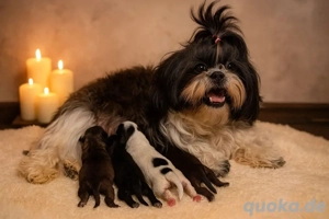 Shih Poo Welpen