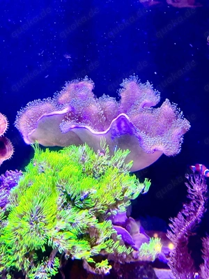 Affenhaar (Briareum Hamrum) 