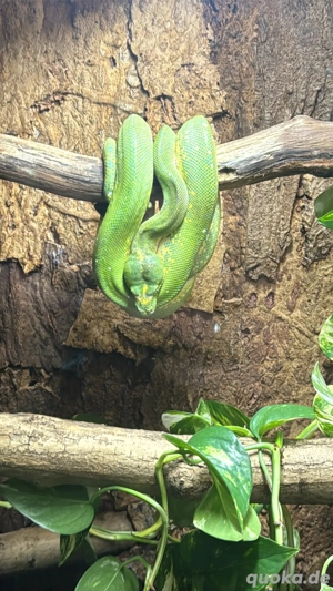 grüner Baumpython 1.0 mit Terrarium  Bild 2