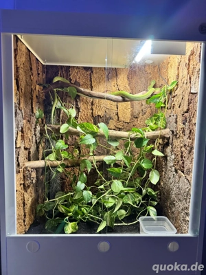 grüner Baumpython 1.0 mit Terrarium  Bild 3