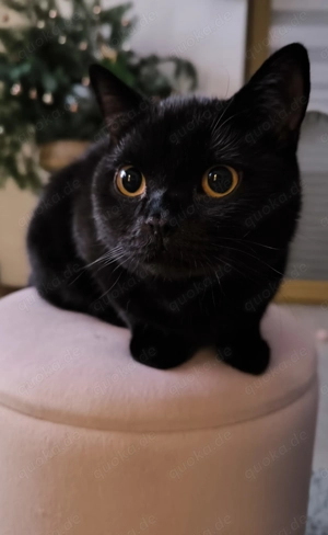 Britisch Kurzhaar warten auf ein neues Zuhause