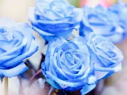 Attraktiv Araber suche FRAU;;.