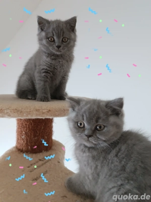Reinrassige BKH Kitten mit Stammbaum Abgabebereit 
