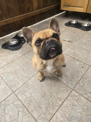 Französische Bulldoge