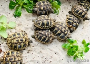 Griechische Landschildkröte 